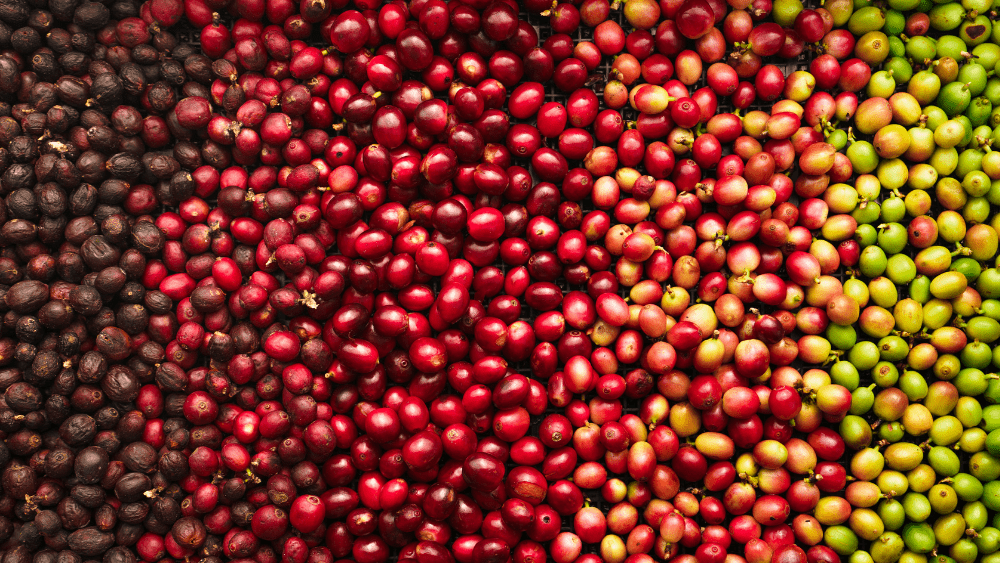 Kenyan Coffee Tasting Notes: Bold and Bright - Zavida Coffee