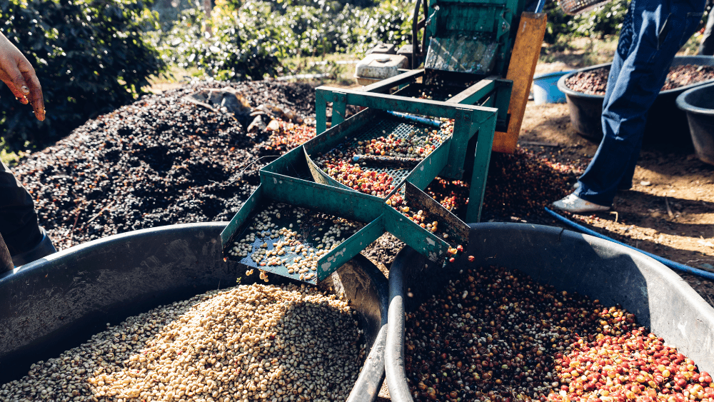 The Difference Between Single Origin and Blend Coffee - Zavida Coffee