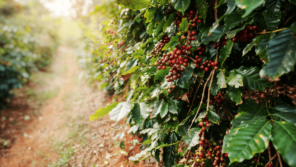 What Process Ensures the Best Tasting Sumatra Coffee? - Zavida Coffee