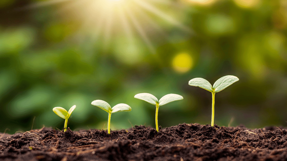 Why We are Celebrating Earth Day Every Day - Zavida Coffee