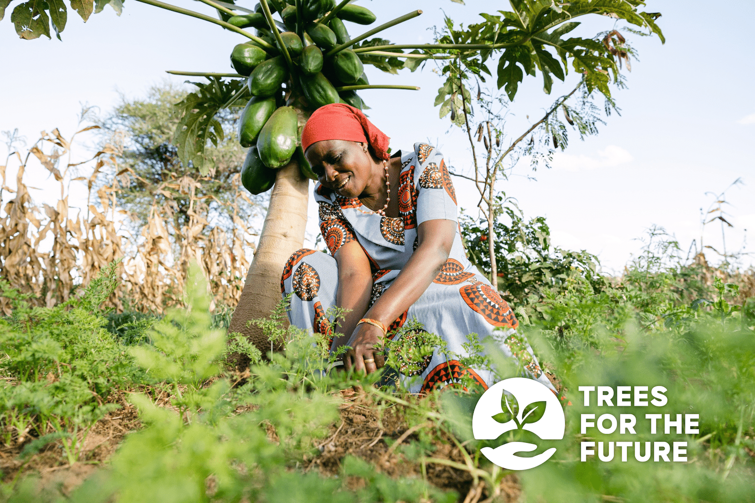 Why We Love Trees for the Future - Zavida Coffee