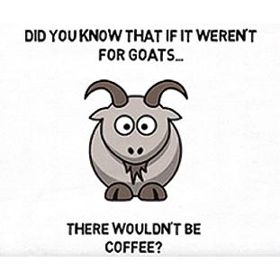 Without Goats There Wouldn’t Be Coffee (VIDEO) - Zavida Coffee