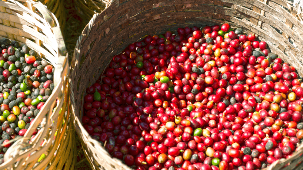 Your Guide to the Best Brazilian Coffee - Zavida Coffee